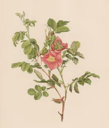 English Rose